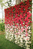 Rent a Flower Wall in Berlin (Silk Blossom Decorative Hedge)