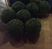 Rent a Boxwood Bush in Berlin