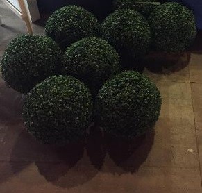 Rent a Boxwood Bush in Berlin Rent a Boxwood Bush in Berlin