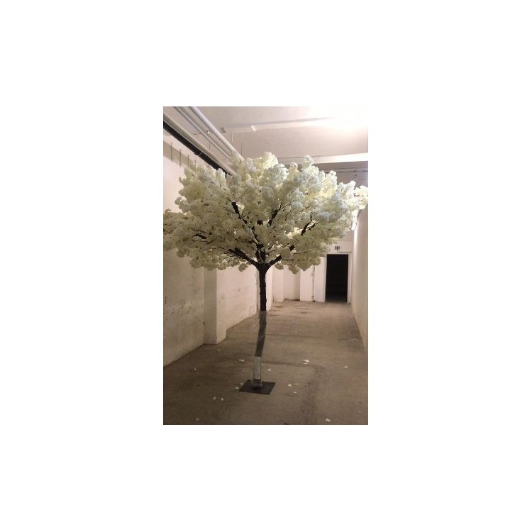 Rent a White Cherry Blossom Tree in Berlin (5 m)