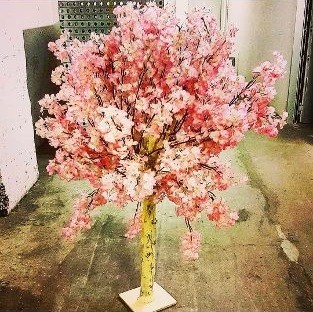 Rent a Cherry Blossom Topiary (≈ 140–160 cm) in Berlin