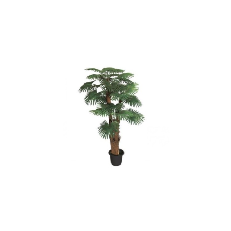 Rent a Decorative Fan Palm in Berlin