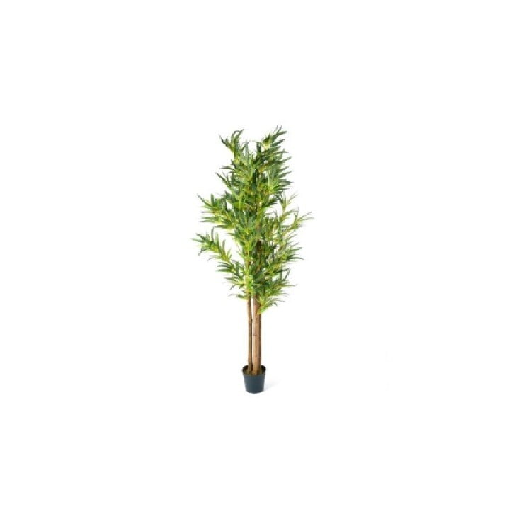Rent a Bamboo Plant in Berlin