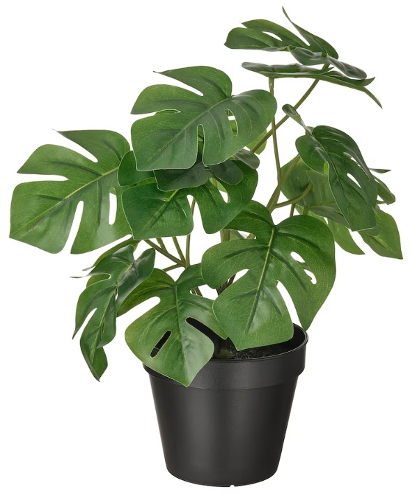 Rent a Monstera Plant in Berlin (≈ 32 cm tall)