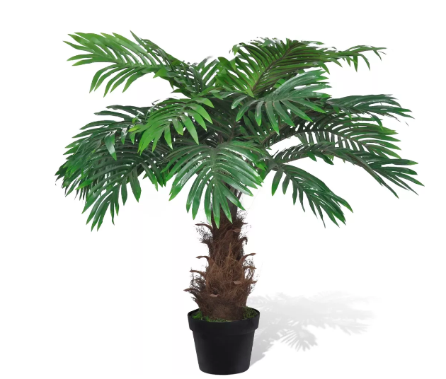 Rent a Cycas Palm in Berlin (Approx. 80 cm, Wide Base)