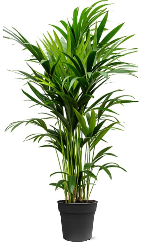 Rent a Real Kentia Palm in Berlin (Approx. 160 cm)