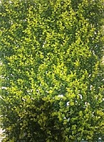 Hedge Wall Rental Berlin – Artificial Green Plant Wall 250 × 100 cm
